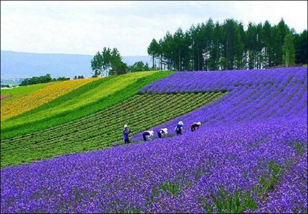 藍花鼠尾草圖片