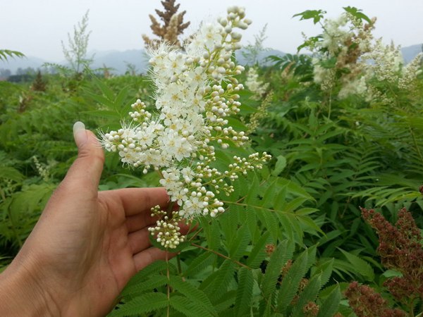 珍珠梅圖片