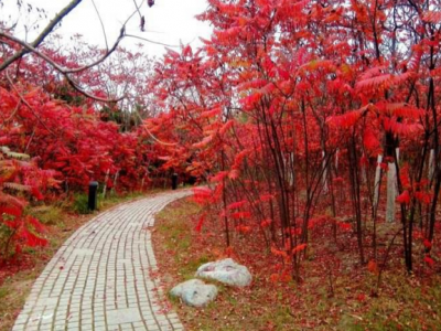 合理利用火炬樹(shù)可以達(dá)到變廢為寶