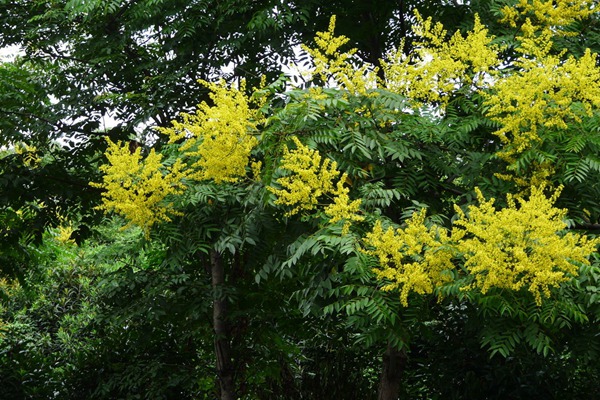 欒樹什么時候開花，花期多久