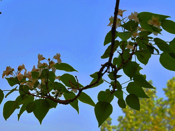 楸樹的種植市場價格多少錢