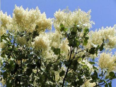 暴馬丁香幾月份開(kāi)花，幾月份結(jié)果 ？