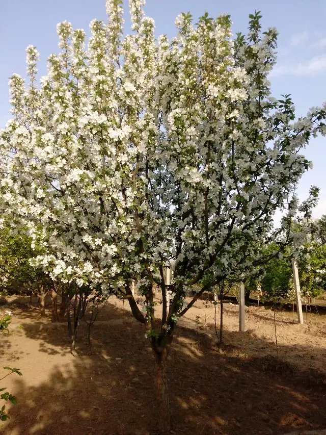 八棱海棠花期多久，幾月份開花